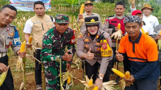 Panen Raya Jagung Hibrida di Megamendung, Polsek Megamendung dan Muspika Dukung Program Ketahanan Pangan Presiden RI