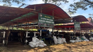 Penjualan Hewan Kurban di Bogor Menurun, Sapi Bali Tetap Paling Diburu