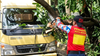 Pohon Lapuk di Sukasari Bogor Roboh Timpa Truk Boks, Sopir Selamat