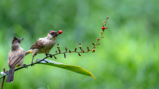 Belajar dari Filosofi Burung: Mengapa Tawakal yang Benar Selalu Diawali dengan Kepakan Sayap Usaha?