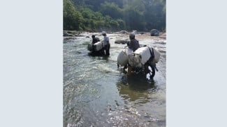 Demi Nafkahi Keluarga, Petani Daun Pisang di Kabupaten Bogor Rela Seberangi Sungai Cibeet Setiap Hari