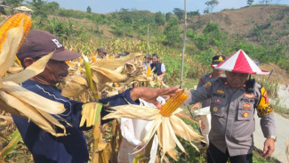 Panen Raya Jagung Hibrida di Citeureup Capai 5 Ton, Polsek Dorong Ketahanan Pangan Nasional