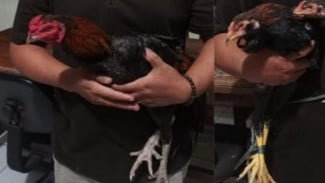Maling Ayam Kambuhan Kembali Beraksi, 6 Ayam Bangkok Dicuri di Parung