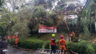 Hujan Deras, Pohon 8 Meter Tumbang Timpa Kabel PLN di Bogor Tengah