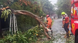 Hujan Deras Terjang Bogor Tengah, Pohon Mangga Timpa Pagar Rumah Warga