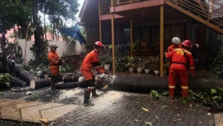 Pohon Pule 9 Meter Tumbang Hantam Tembok Rumah Warga di Bogor Tengah