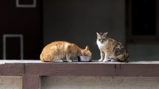 img_title