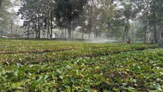 Pengunjung Tangerang Kagum Udara Puncak Masih Segar, Ingatkan Bahaya Puntung Rokok
