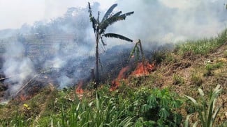 Kebakaran Lahan di Karyamekar Cariu, Angin Kencang Bikin Api Cepat Menjalar