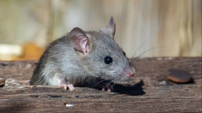 Tikus