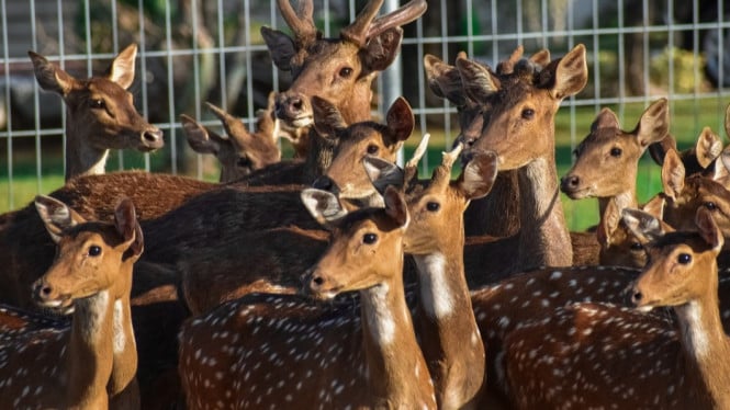 Rusa Totol Maskot Kota yang Datang dari Negara Lain