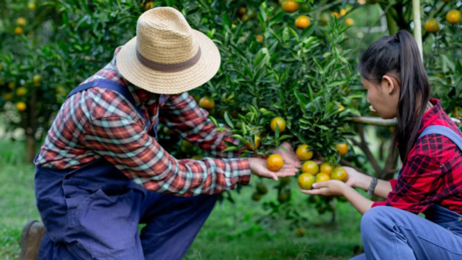 Ilustrasi petik buah. Rekomendasi wisata petik buah di Bogor