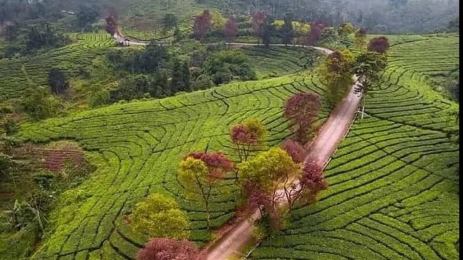 Kebun Teh Cianten