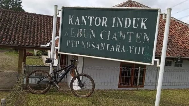 Sejarah Kebun Teh Cianten