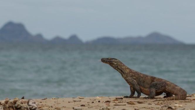 Ilustrasi komodo./freepik