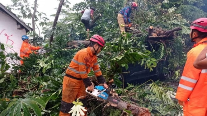 Petugas BPBD tengah melakukan penanganan pohon yang tumbang