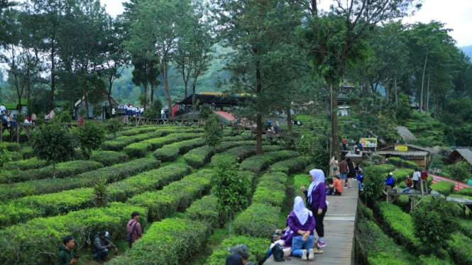Wisata Kebun Teh Gunung Mas