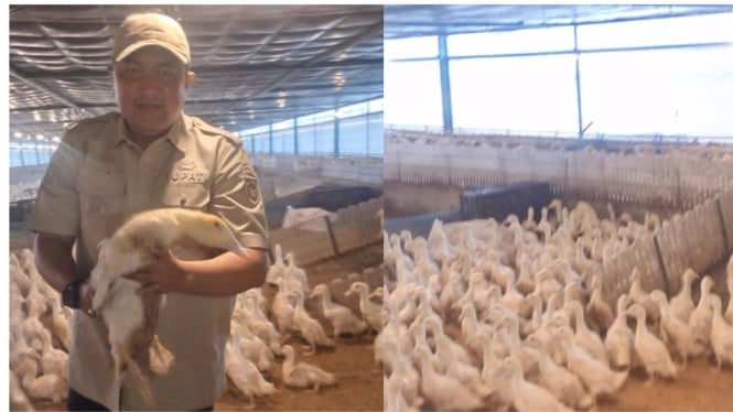 Bupati Bogor, Rudy Susmanto Berkunjung ke Lokasi Peternakan Unggas