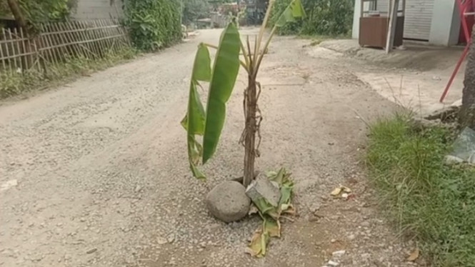 Warga Tanami Jalan Pemda dengan Pohon Pisang