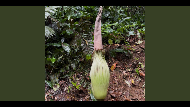 Bunga  bangkai di Kebun Raya Bogor segera mekar.