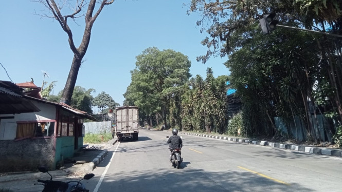 Warga mengeluhkan sejumlah pohon besar rapuh di Jalur Bocimi, Kabupaten Bogor.