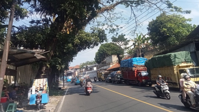Warga Cigombong meminta pohon raksasa yang menjorok ke Jalan Bocimi Bogor segera ditangani