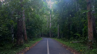 Misteri Alas Purwo, Legenda Ujung Timur Tanah Jawa