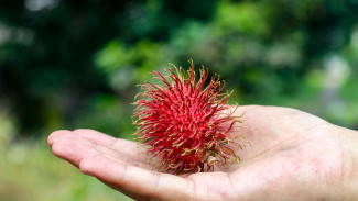 Rambutan Penyebab Tifus, Mitos atau Fakta?