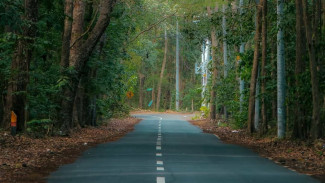 5 Tempat Eksotis di Taman Nasional Alas Purwo Yang Wajib Dikunjungi