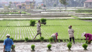 Program Micro Finance UPLAND Project Kementan Dirasakan Langsung oleh Petani Sumbawa