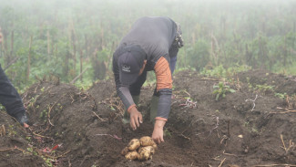 Potensi Besar Kentang Garut Binaan UPLAND untuk Mendukung Swasembada Pangan