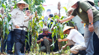 Menhut Panen Perdana Sorghum di Karawang: Tanaman Ajaib Untuk Ketahanan Pangan