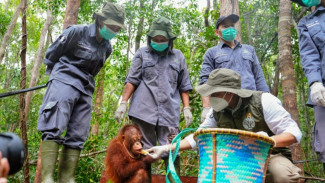 Momen Menhut Kunker Gendong Antar Anak Orangutan ke Sekolah di Nyaru Menteng Kalteng