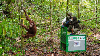 Lepasliarkan 6 Orang Utan di Kaltim, Menhut: Tantangan Lebih Serius Lestarikan Hutan