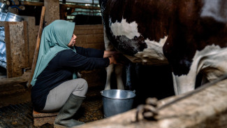 Hari Susu Sedunia 2025: Inovasi Nutrisi dan Dukungan untuk Peternak Lokal Jadi Sorotan