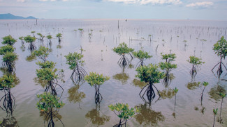 PP 27/2025 Diundangkan, Mangrove Tak Lagi Sekadar Hiasan Pesisir