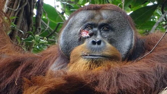 Orang utan bernama Rakus terluka di bagian wajahnya