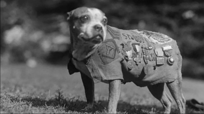 Sersan Stubby, Anjing tentara Amerika