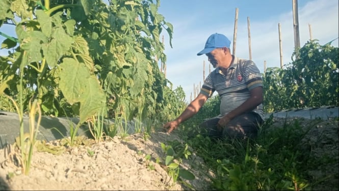 Petani bawang merah di Humbang Hasundutan