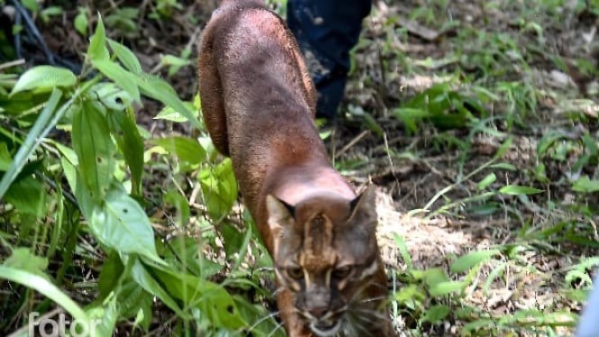 Kucing emas Sumatera dilepaskan Taman Nasional Gunung Leuser