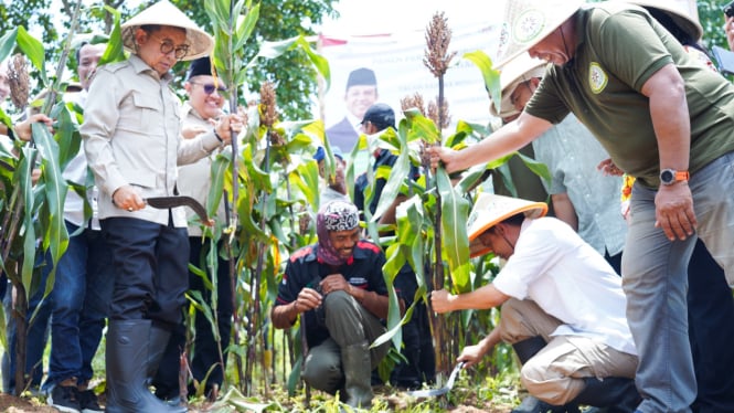 Menhut Raja Juli Antoni panen perdana sorghum di Karawang