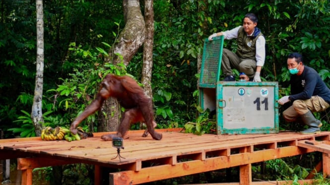 pra-pelepasliaran orang utan