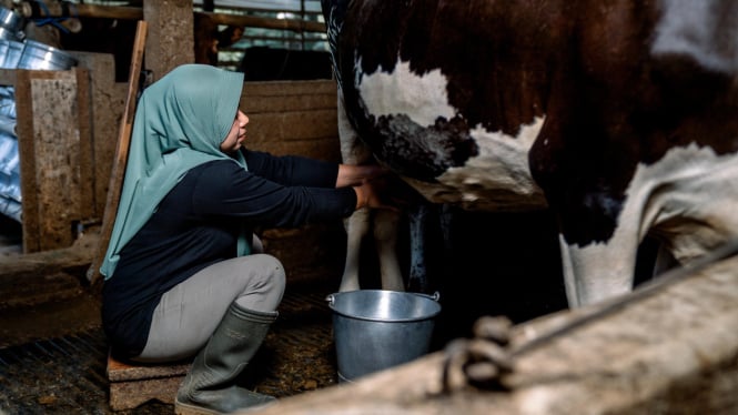 Peternak sapi perah