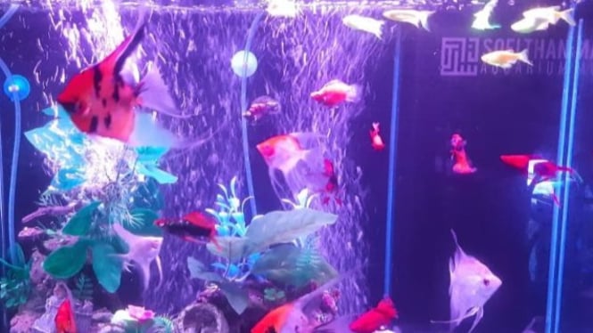 Pelihara ikan Manfish Red Devil dan Platy Blood red