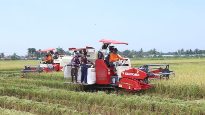 Panglima TNI  Panen Raya Padi Seluas 80 Hektar