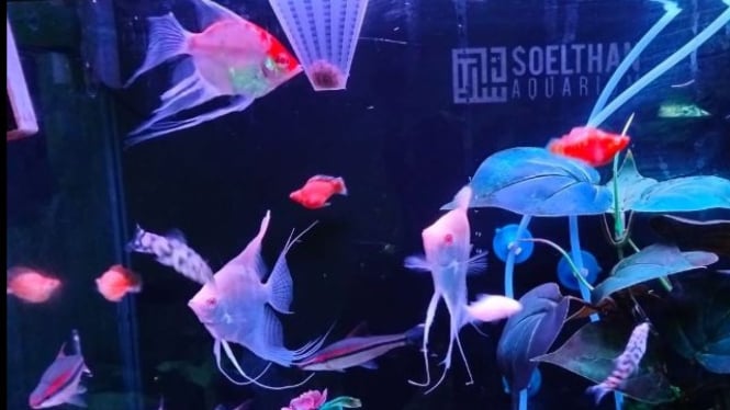 Ikan hias manfish Manacapuru Albino, Pakistani Loach.