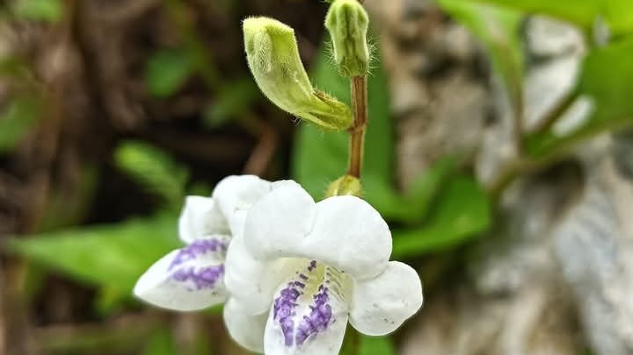 Foto Rumput Israeli: Herbal Kesehatan yang Ditakuti Berbagai Penyakit