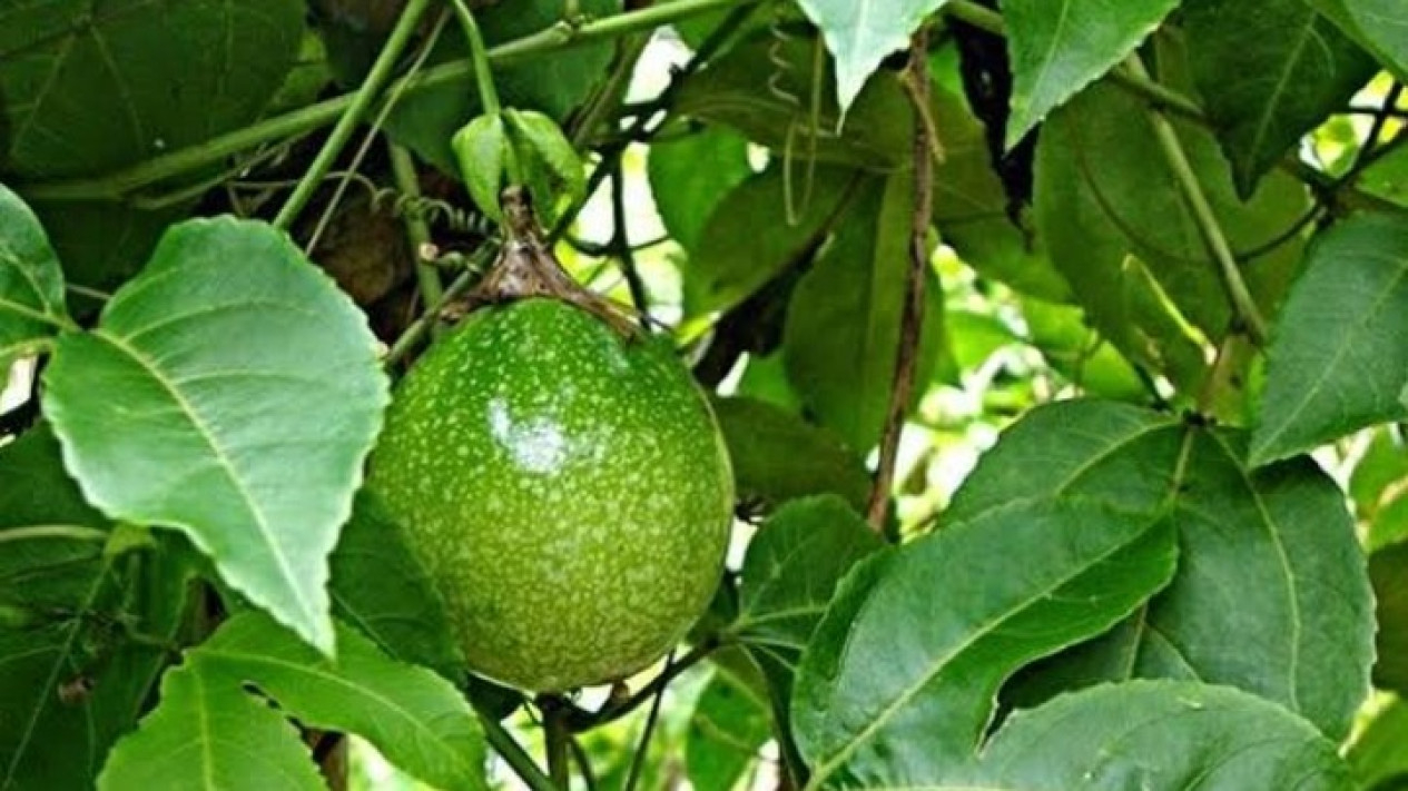 img_title