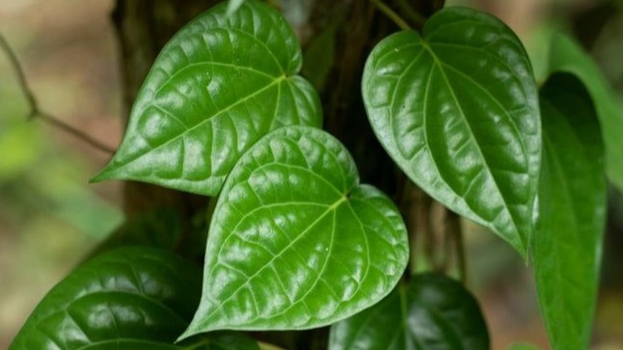 Rahasia Kesehatan Mulut Alami: Manfaat Daun Sirih Kumur Sehat dan Panduan Lengkap Membuatnya