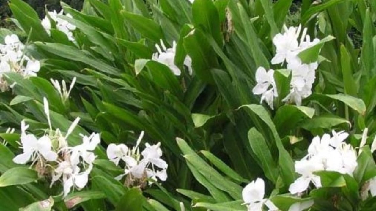 Gandasuli